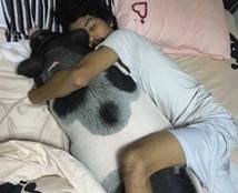 泰国男子天天抱着母猪睡