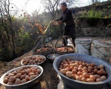 蛋价连跌7个月一度破2元 老人含泪倒鸡蛋